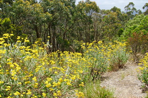 Mount Lofty