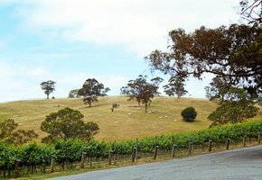 Adelaide Hills