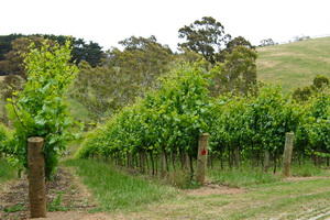 Adelaide Hills