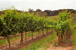 Adelaide Hills