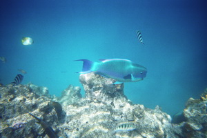 Schnorcheln am Great Barrier Reef