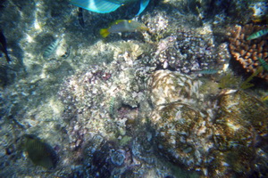 Schnorcheln am Great Barrier Reef