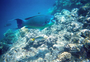 Schnorcheln am Great Barrier Reef