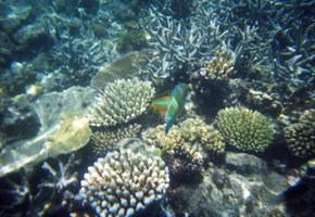 Schnorcheln am Great Barrier Reef