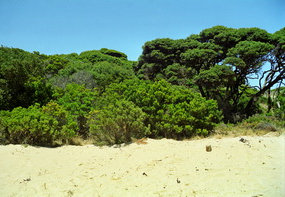 Bells Beach