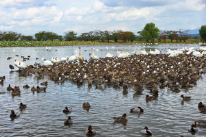 Lake Hyoko