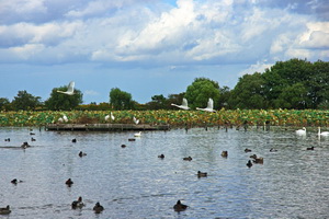 Lake Hyoko