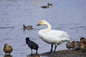 Lake Hyoko