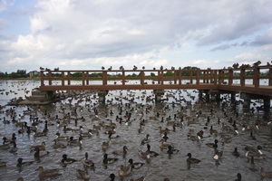 Lake Hyoko