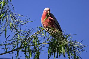 Papageien