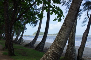 Palm Cove