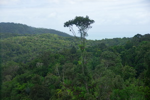 Skyrail Rainforest Cableway