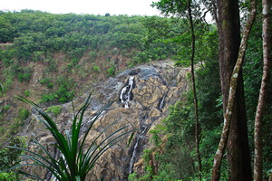 Skyrail Rainforest Cableway