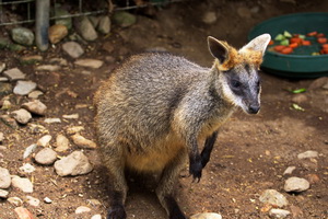 Kuranda Koala Gardens