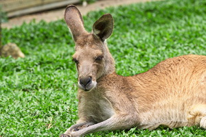 Kuranda Koala Gardens