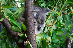 Kuranda Koala Gardens