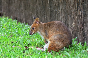 Kuranda Koala Gardens