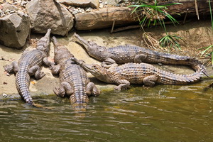 Kuranda Koala Gardens