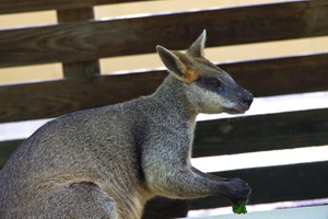 Cairns Tropical Zoo