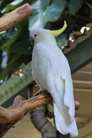 Cairns Tropical Zoo