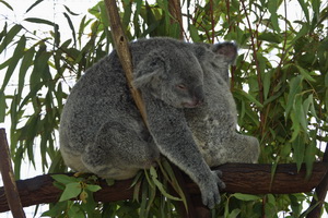 Cairns Tropical Zoo