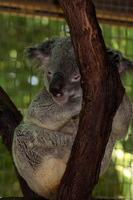 Cairns Tropical Zoo