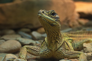 Cairns Tropical Zoo