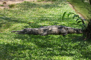 Cairns Tropical Zoo