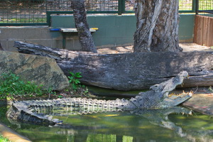 Cairns Tropical Zoo