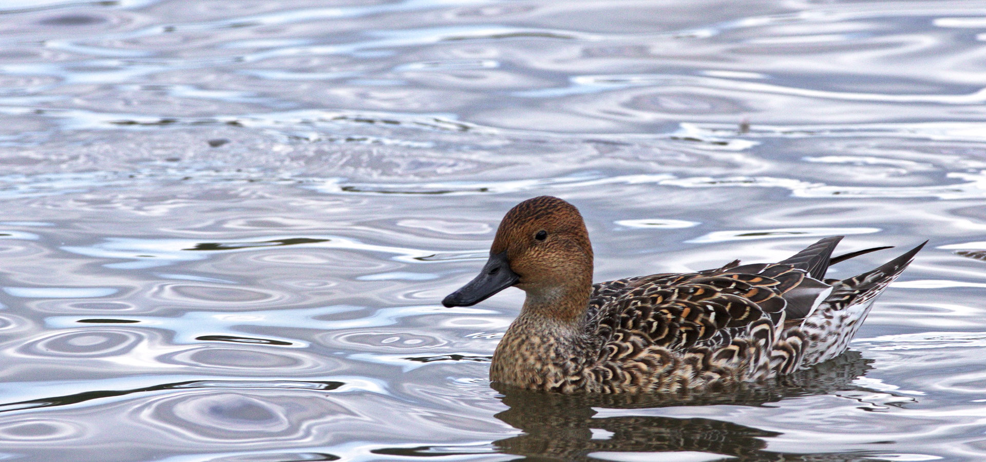 Lake Hyoko - Australien & Japan 2012