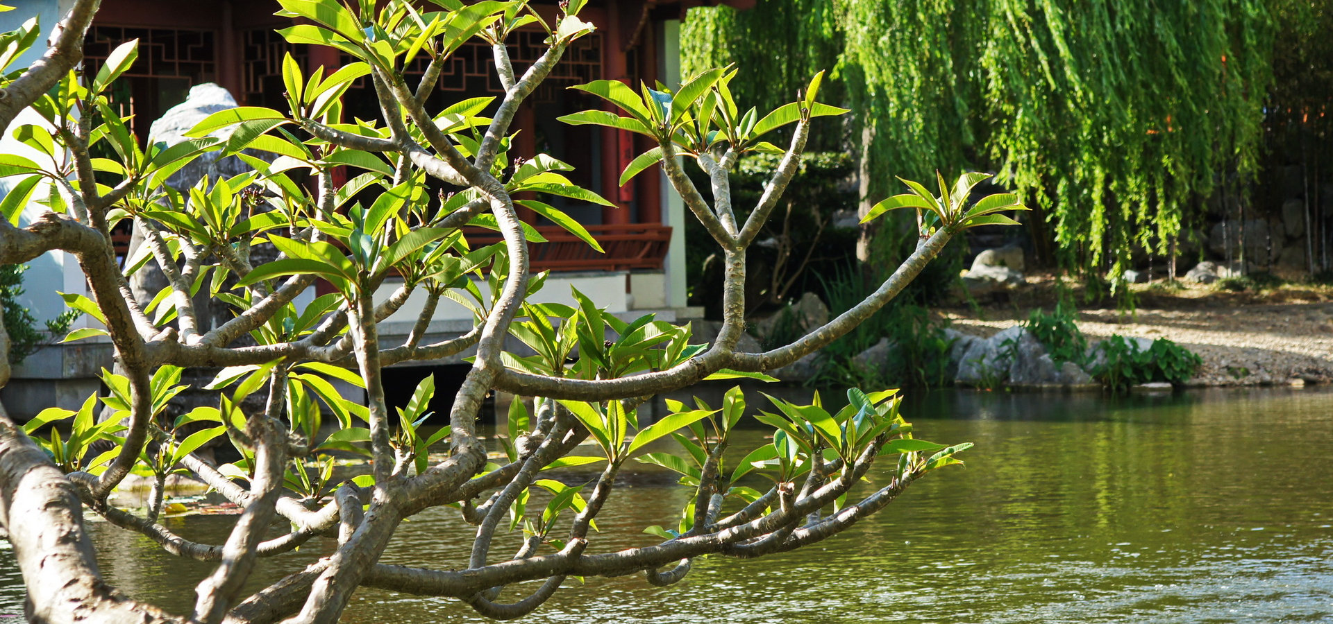 Chinese Garden of Friendship - Australien & Japan 2012