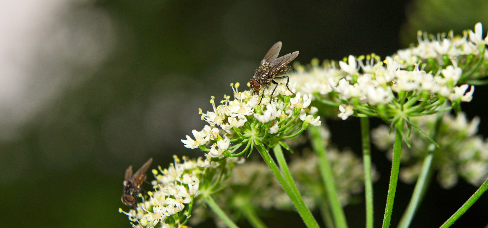 Fliegen - Blumen und so