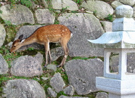 Miyajima