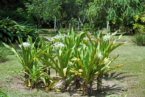 Jardim Bot&acirc;nico