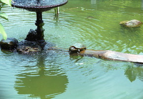 Jardim Zool&ocirc;gico